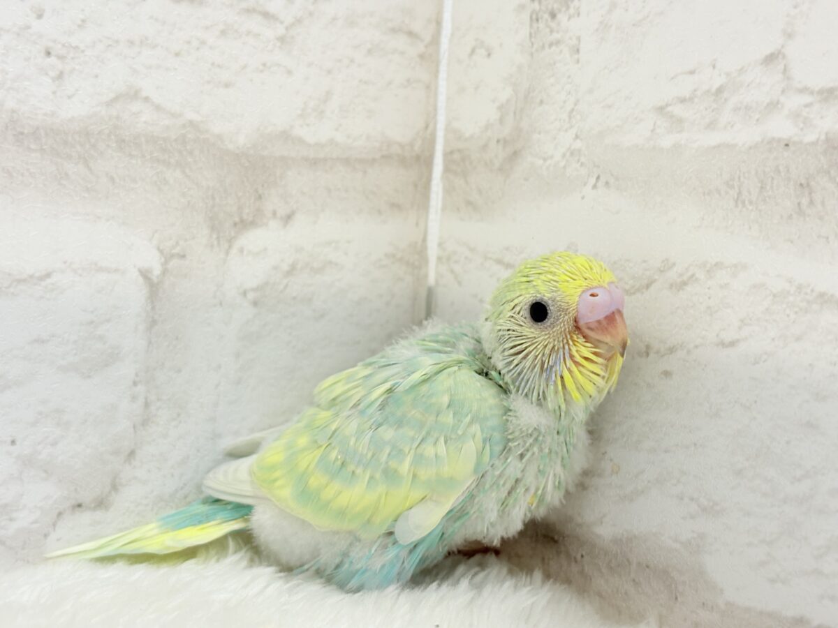 【最新画像更新🪄】ポップなメロンソーダちゃん🐣🍈セキセイインコ(パステルカラーレインボー) ヒナ セキセイインコ