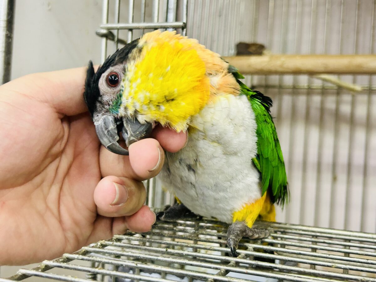 【最新画像更新☆☆】1日1歩!3日で3歩!コツコツタイプです♪ ズグロシロハラインコ ズグロシロハラインコ