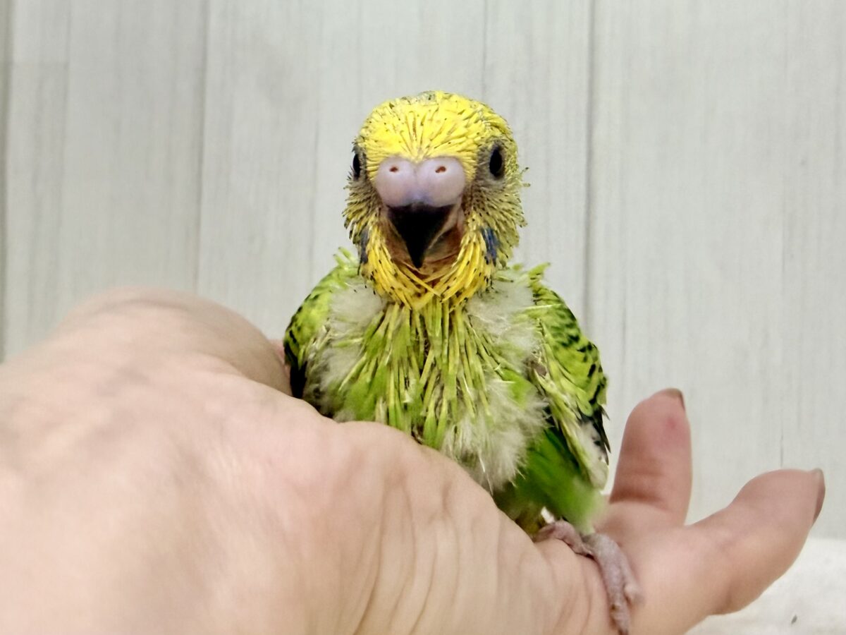 セキセイインコ