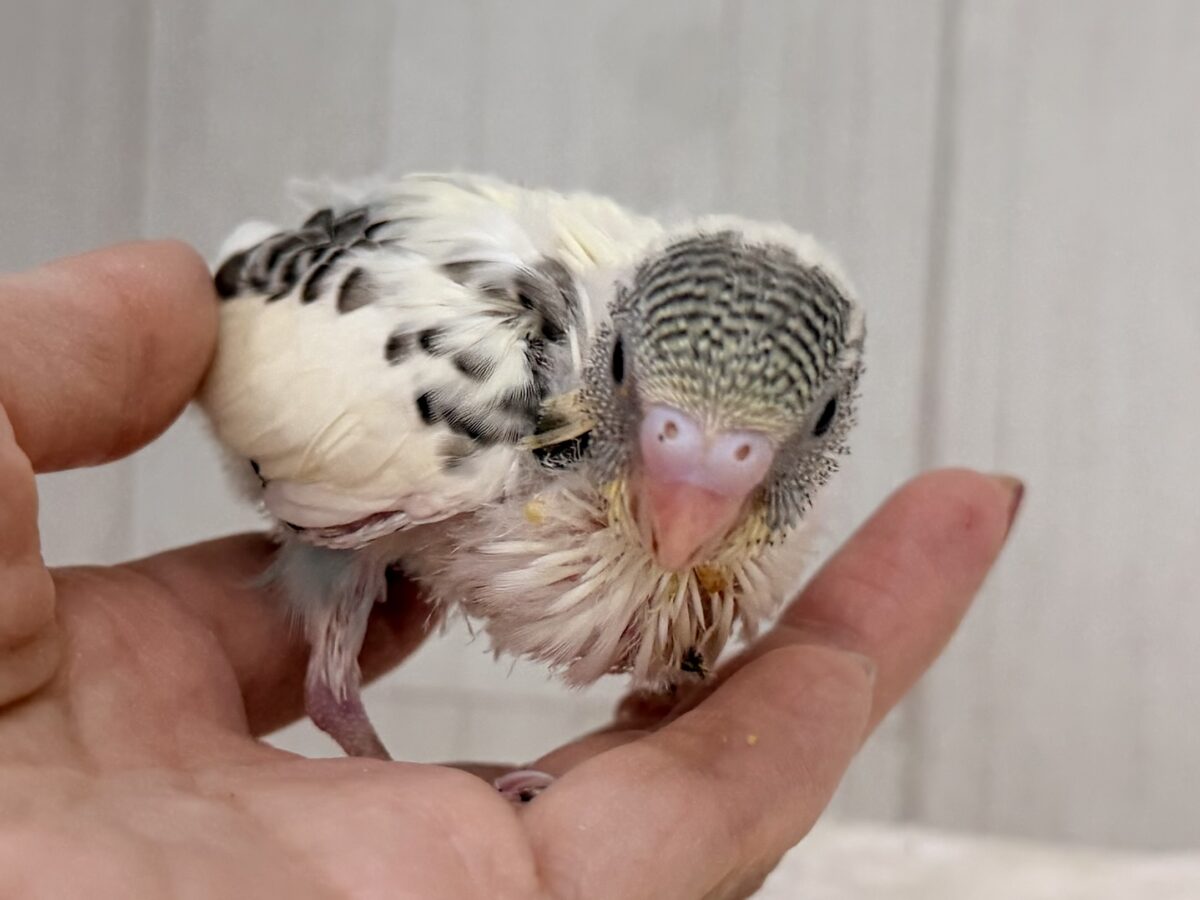 7/25更新☆キャラクター性のある明るい性格のセキセイインコ(クリームハルクイン)💕 セキセイインコ