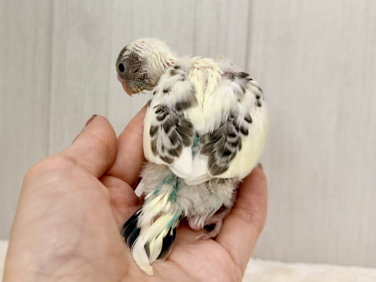 7/25更新☆キャラクター性のある明るい性格のセキセイインコ(クリームハルクイン)💕 セキセイインコ