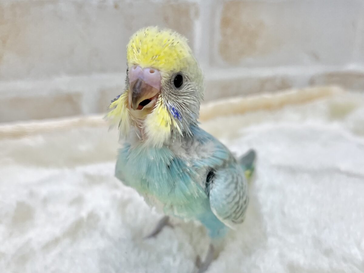 【🆙最新画像あり‼️】甘えん坊ちゃん😍💕 セキセイインコ(パステルレインボー) セキセイインコ