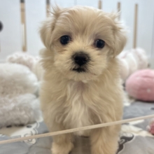 全身でアピールさせてもらいます！マルプーちゃん！