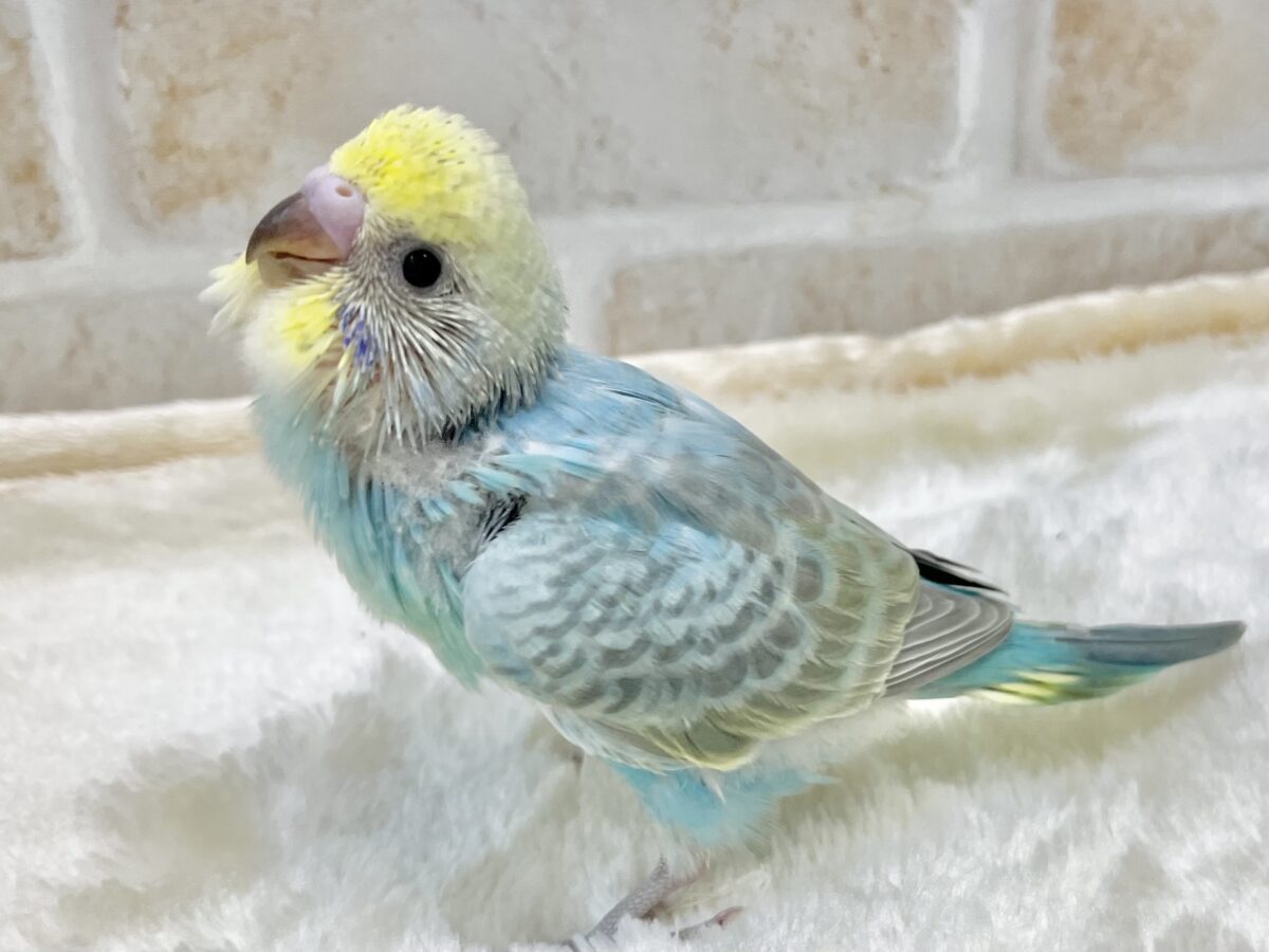 【🆙最新画像あり‼️】甘えん坊ちゃん😍💕 セキセイインコ(パステルレインボー) セキセイインコ