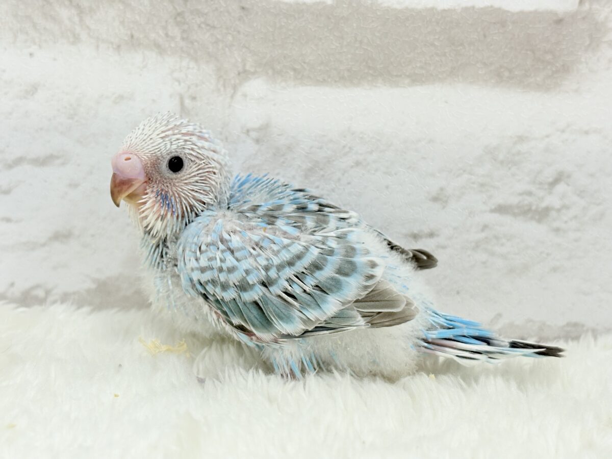 【最新画像更新🪄】くりっときらっとおめめに注目🐣🫧セキセイインコ(オパーリン) ヒナ セキセイインコ