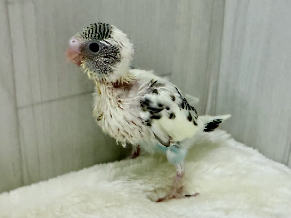 7/25更新☆キャラクター性のある明るい性格のセキセイインコ(クリームハルクイン)💕 セキセイインコ