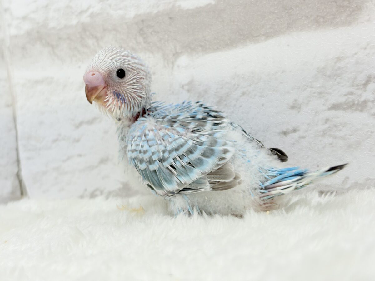 【最新画像更新🪄】くりっときらっとおめめに注目🐣🫧セキセイインコ(オパーリン) ヒナ セキセイインコ