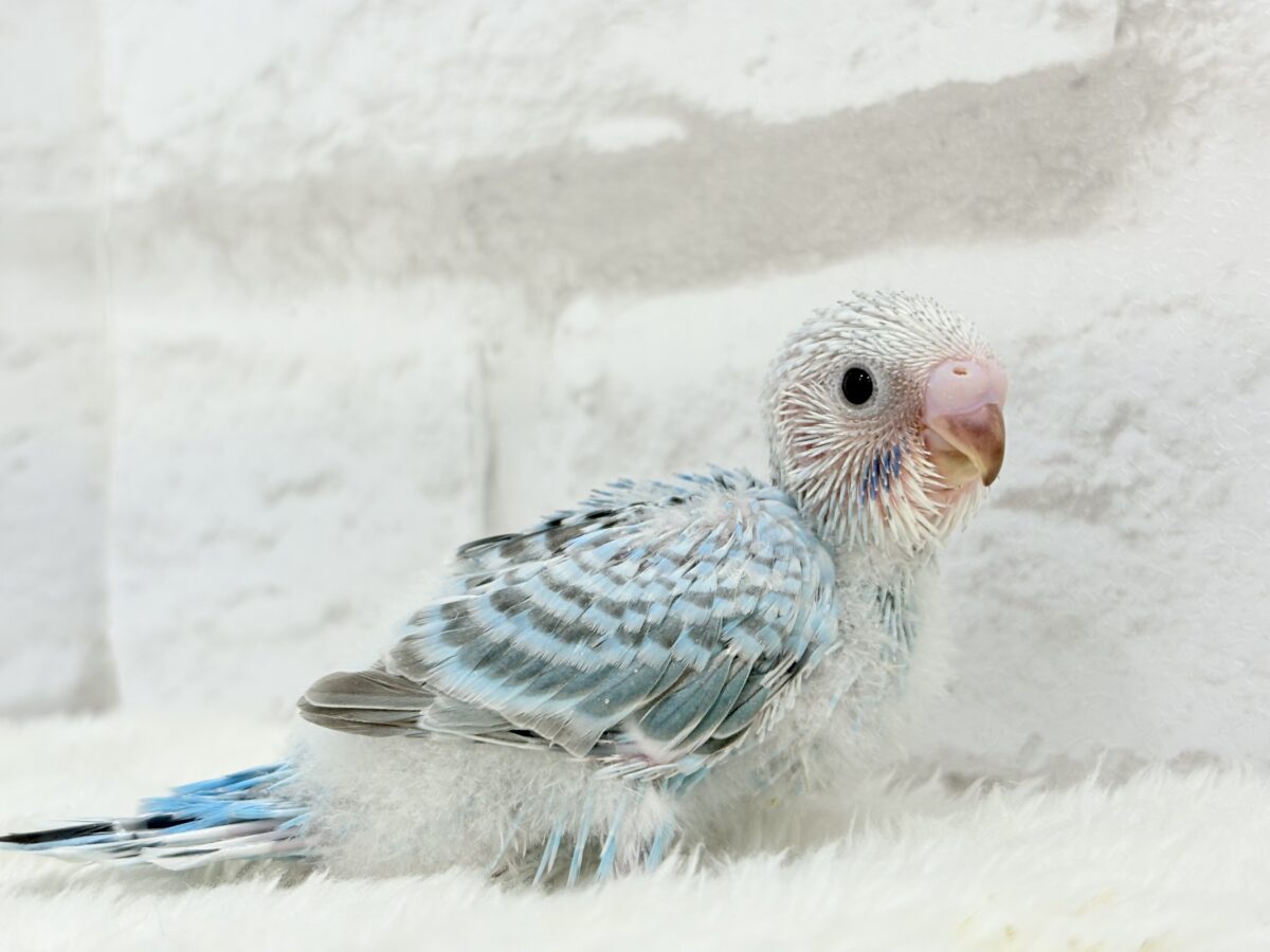 【最新画像更新🪄】くりっときらっとおめめに注目🐣🫧セキセイインコ(オパーリン) ヒナ セキセイインコ