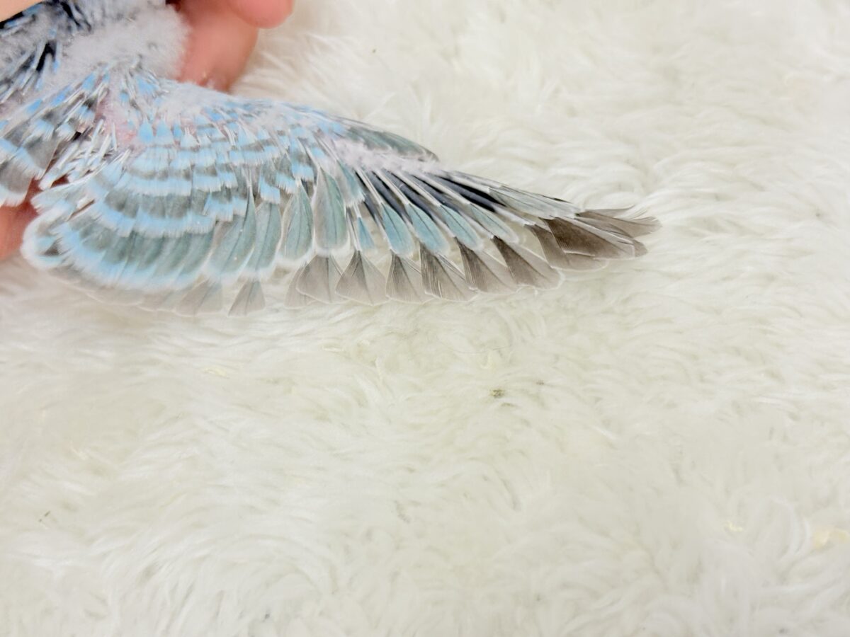 【最新画像更新🪄】くりっときらっとおめめに注目🐣🫧セキセイインコ(オパーリン) ヒナ セキセイインコ