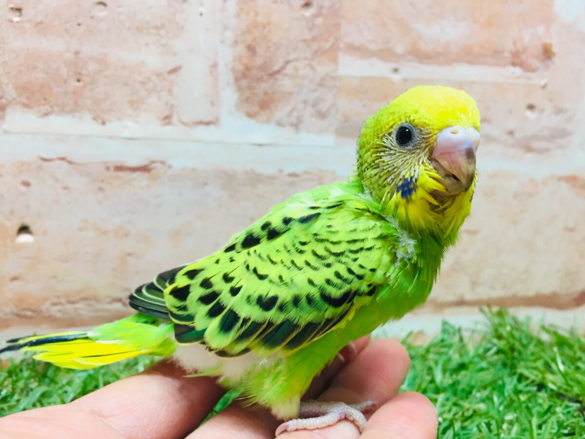 💚💚オパーリンカラーのセキセイちゃんがやってきましたよ~💚💚 セキセイインコ