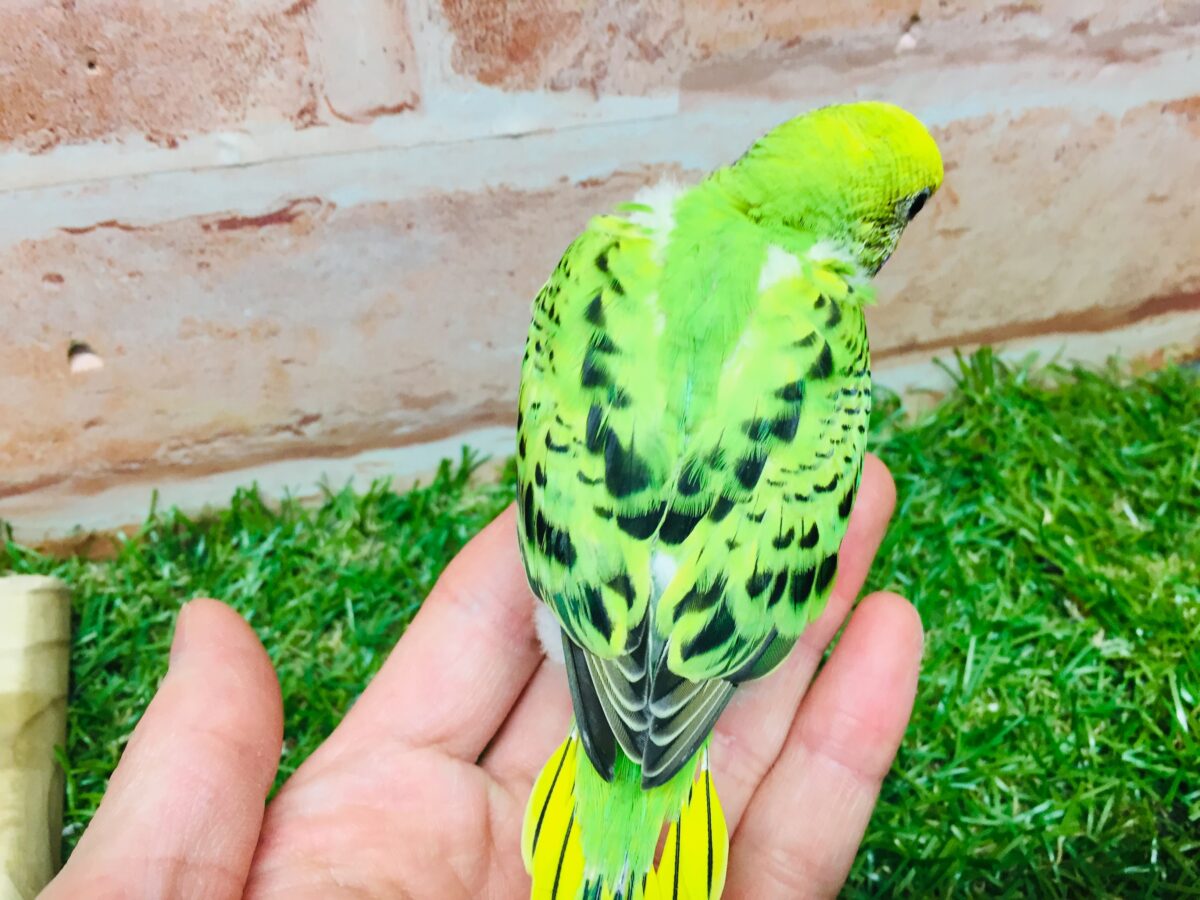 💚💚オパーリンカラーのセキセイちゃんがやってきましたよ~💚💚 セキセイインコ