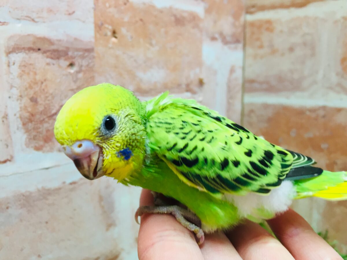 💚💚オパーリンカラーのセキセイちゃんがやってきましたよ~💚💚 セキセイインコ