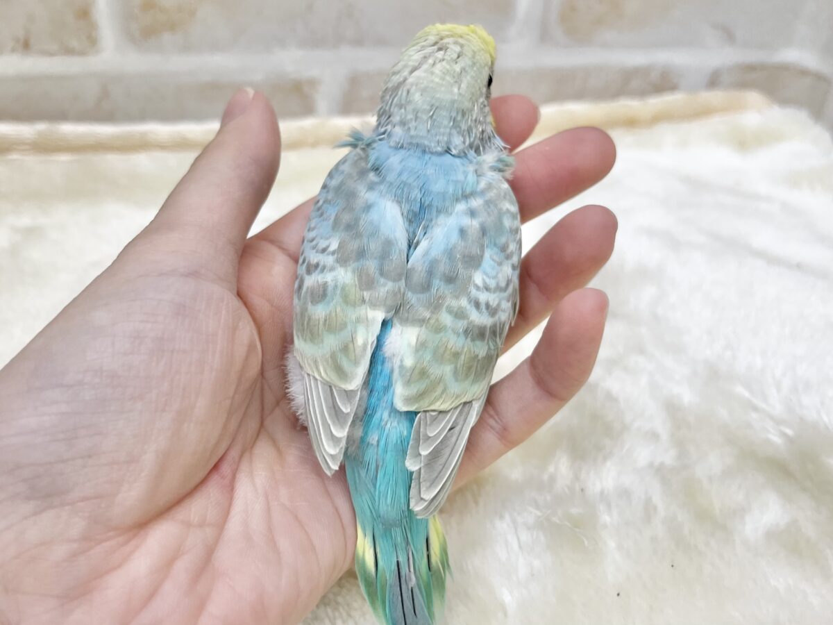 【🆙最新画像あり‼️】甘えん坊ちゃん😍💕 セキセイインコ(パステルレインボー) セキセイインコ