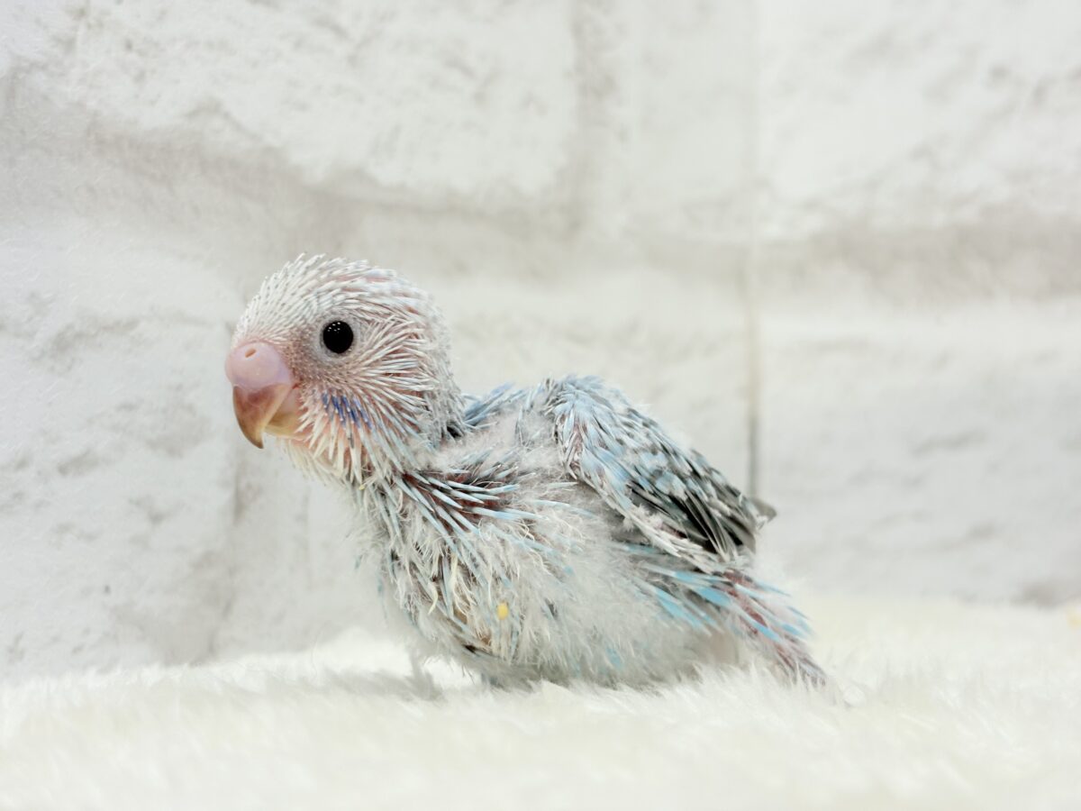 【最新画像更新🪄】くりっときらっとおめめに注目🐣🫧セキセイインコ(オパーリン) ヒナ セキセイインコ