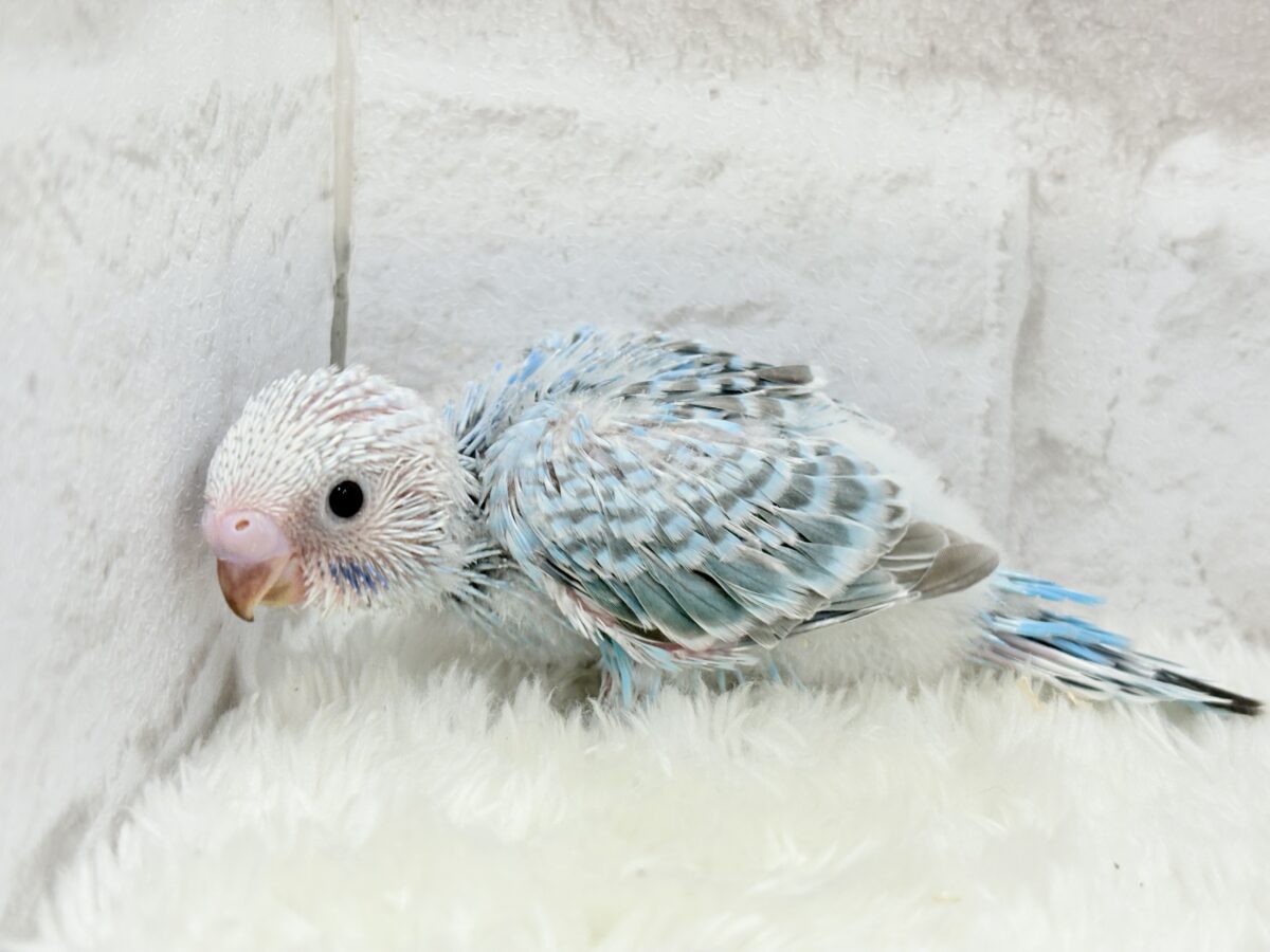 【最新画像更新🪄】くりっときらっとおめめに注目🐣🫧セキセイインコ(オパーリン) ヒナ セキセイインコ