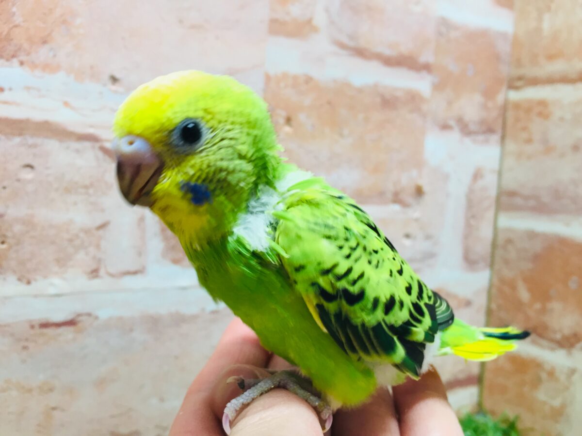 💚💚オパーリンカラーのセキセイちゃんがやってきましたよ~💚💚 セキセイインコ