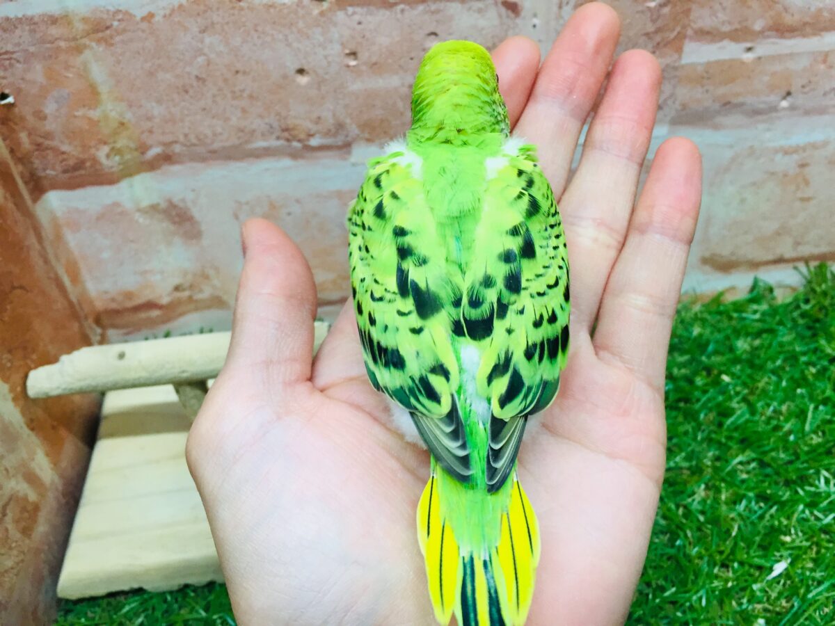 💚💚オパーリンカラーのセキセイちゃんがやってきましたよ~💚💚 セキセイインコ