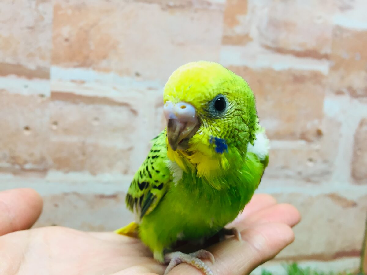 💚💚オパーリンカラーのセキセイちゃんがやってきましたよ~💚💚 セキセイインコ