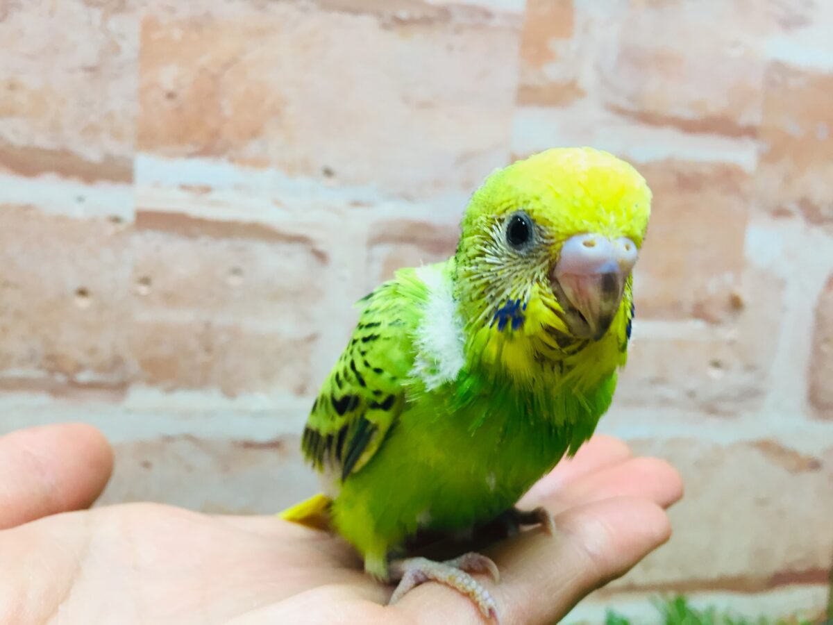 💚💚オパーリンカラーのセキセイちゃんがやってきましたよ~💚💚 セキセイインコ