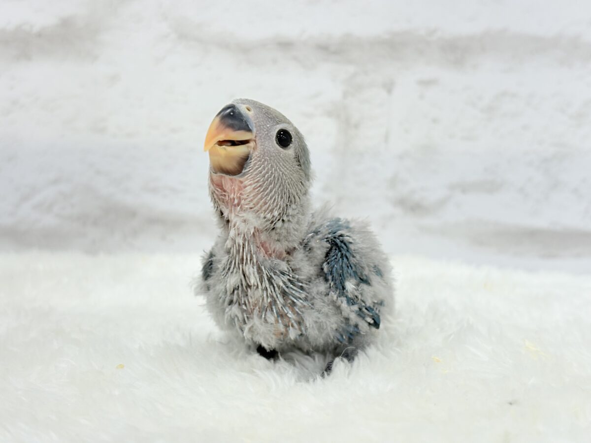 【最新画像更新🪄】ふか〜い海の青さ広がる🐣🌊💫コザクラインコ(ブルーチェリー) ヒナ コザクラインコ(小桜インコ)