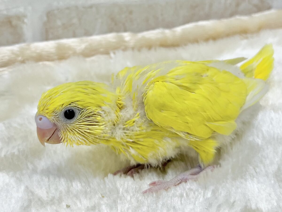 愛しのキイロちゃん🐥💫 セキセイインコ(ダブルファクター) セキセイインコ