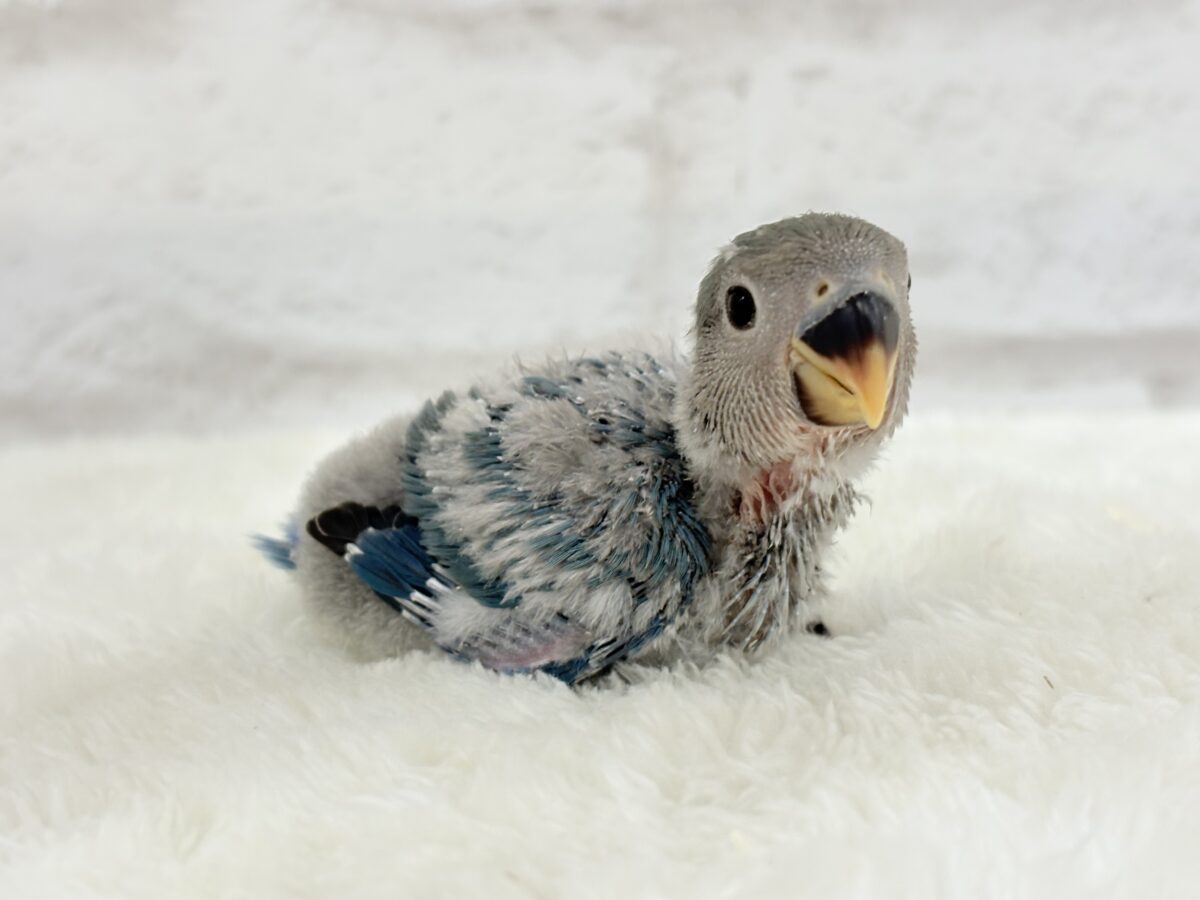 【最新画像更新🪄】ふか〜い海の青さ広がる🐣🌊💫コザクラインコ(ブルーチェリー) ヒナ コザクラインコ(小桜インコ)