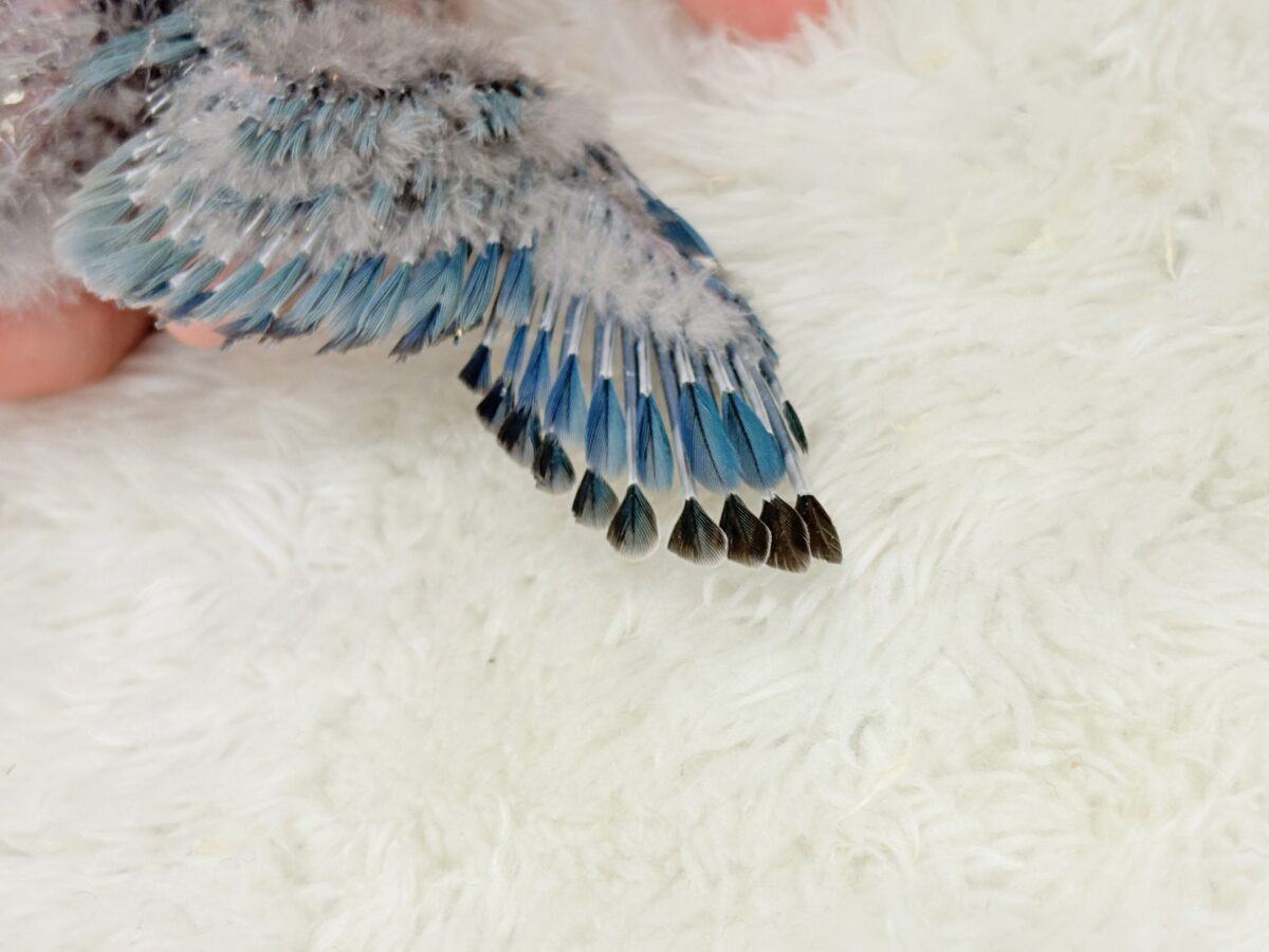 【最新画像更新🪄】ふか〜い海の青さ広がる🐣🌊💫コザクラインコ(ブルーチェリー) ヒナ コザクラインコ(小桜インコ)