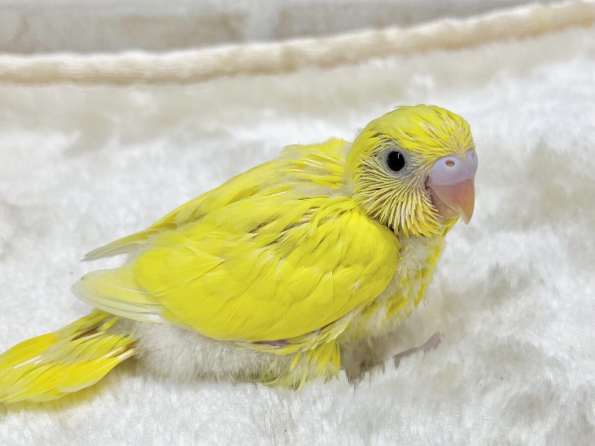 愛しのキイロちゃん🐥💫 セキセイインコ(ダブルファクター) セキセイインコ