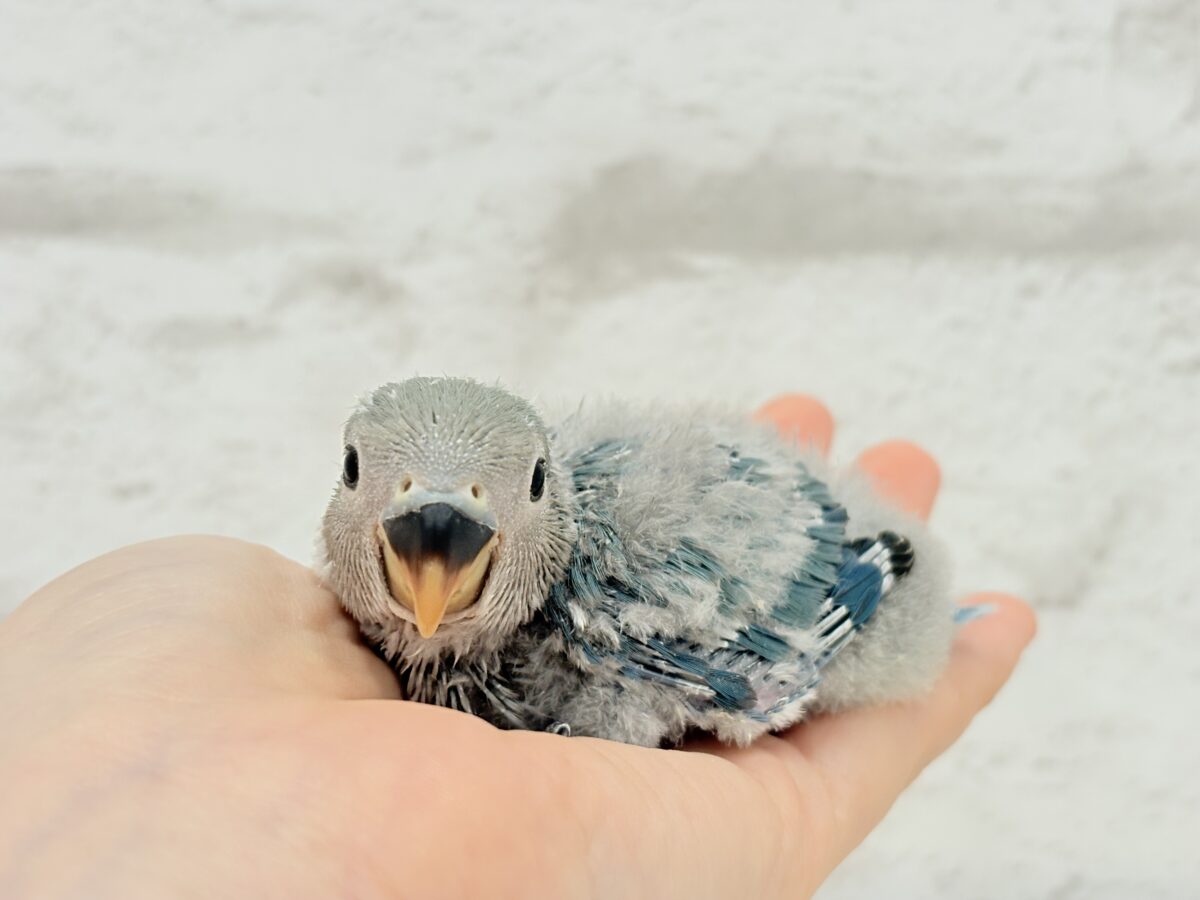 【最新画像更新🪄】ふか〜い海の青さ広がる🐣🌊💫コザクラインコ(ブルーチェリー) ヒナ コザクラインコ(小桜インコ)
