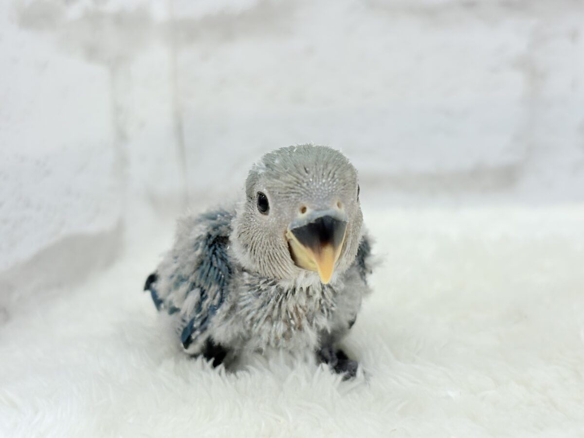 【最新画像更新🪄】ふか〜い海の青さ広がる🐣🌊💫コザクラインコ(ブルーチェリー) ヒナ コザクラインコ(小桜インコ)
