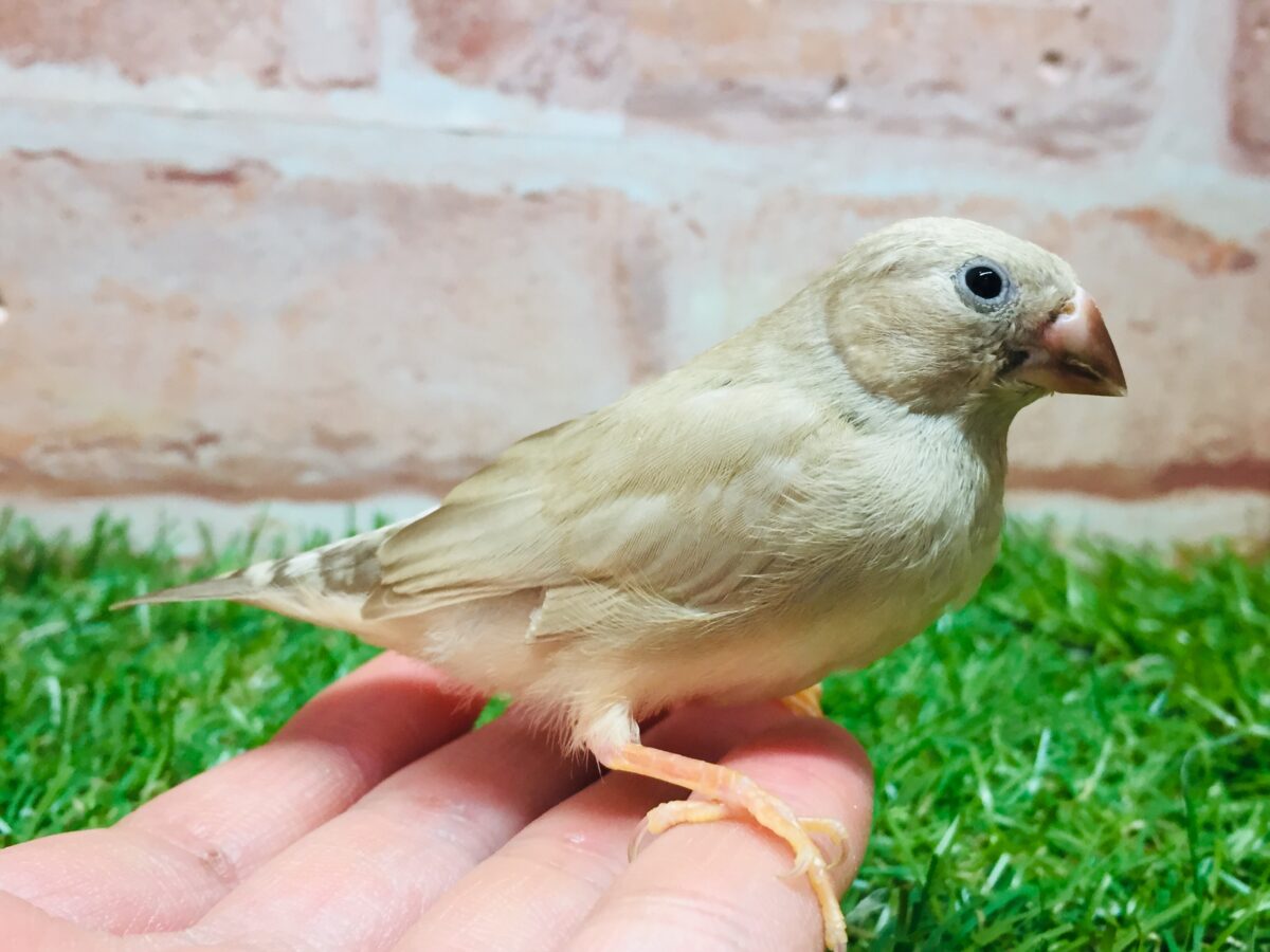 ミニミニ怪獣ちゃん(`・ω・´)☆☆☆ キンカチョウ(フォーン) 錦花鳥(キンカチョウ)