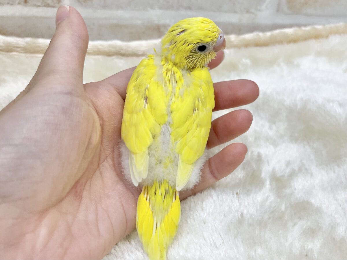 愛しのキイロちゃん🐥💫 セキセイインコ(ダブルファクター) セキセイインコ
