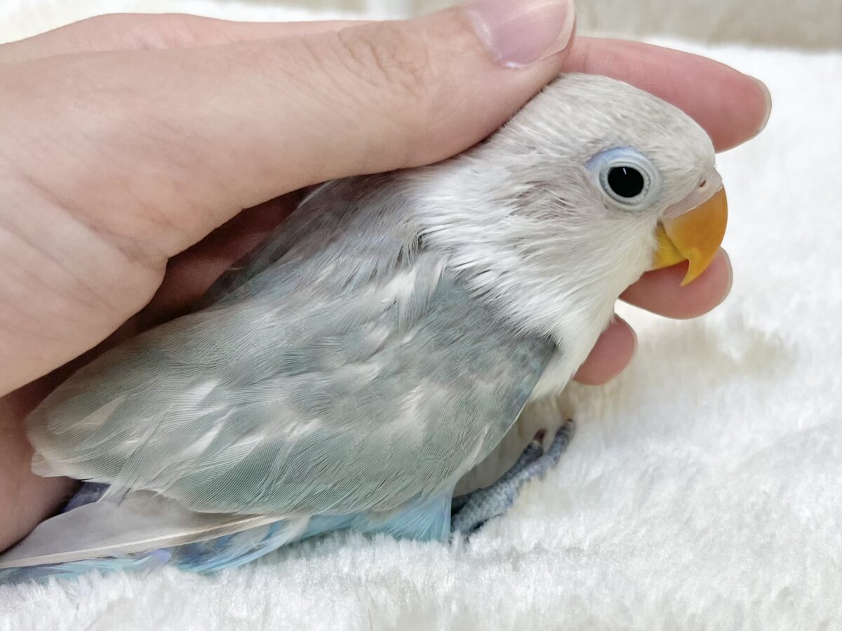 【🆙最新画像あり‼️】落ち着くキレイな白と青🩵🤍 シロボタンインコ シロボタンインコ