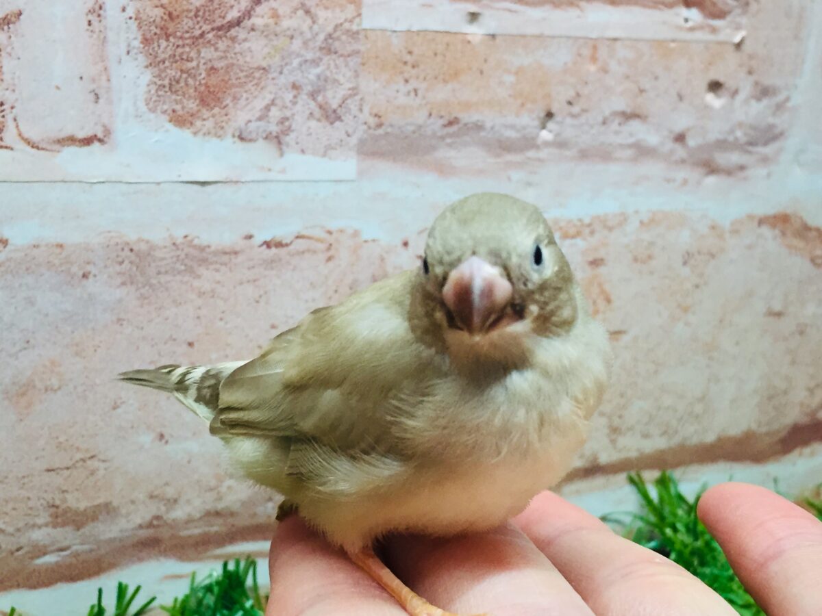 ミニミニ怪獣ちゃん(`・ω・´)☆☆☆ キンカチョウ(フォーン) 錦花鳥(キンカチョウ)