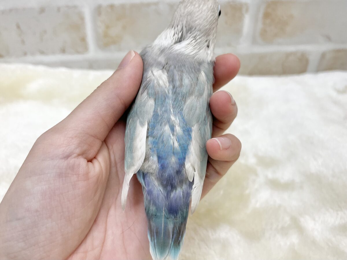 【🆙最新画像あり‼️】落ち着くキレイな白と青🩵🤍 シロボタンインコ シロボタンインコ