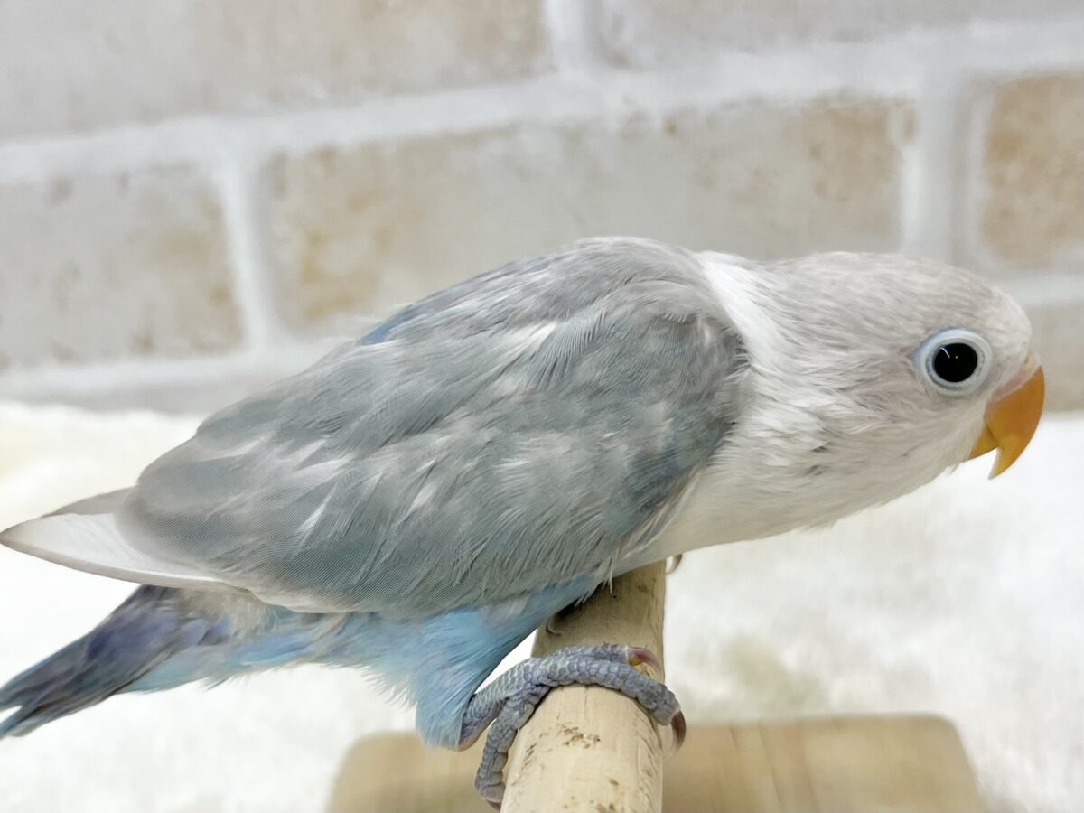 【🆙最新画像あり‼️】落ち着くキレイな白と青🩵🤍 シロボタンインコ シロボタンインコ