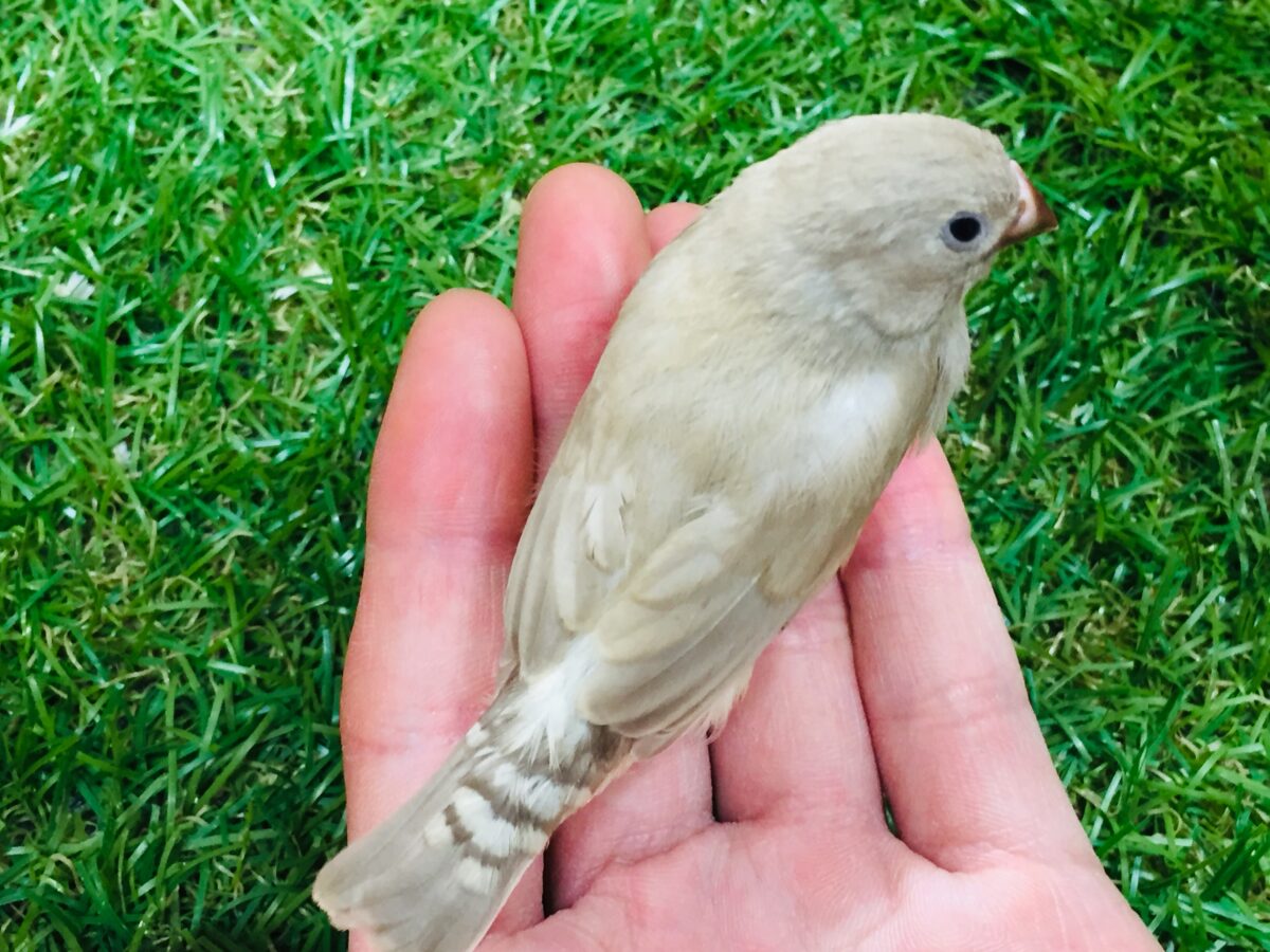 ミニミニ怪獣ちゃん(`・ω・´)☆☆☆ キンカチョウ(フォーン) 錦花鳥(キンカチョウ)
