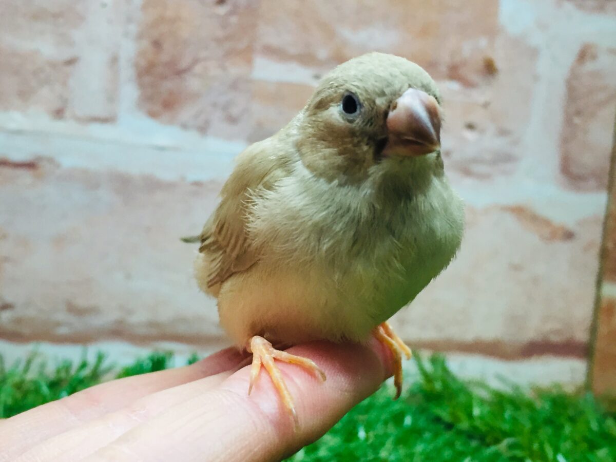 ミニミニ怪獣ちゃん(`・ω・´)☆☆☆ キンカチョウ(フォーン) 錦花鳥(キンカチョウ)