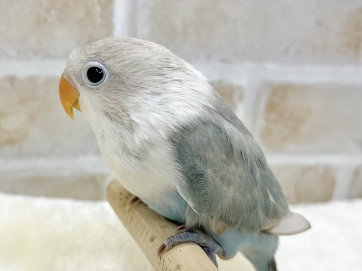 【🆙最新画像あり‼️】落ち着くキレイな白と青🩵🤍 シロボタンインコ シロボタンインコ