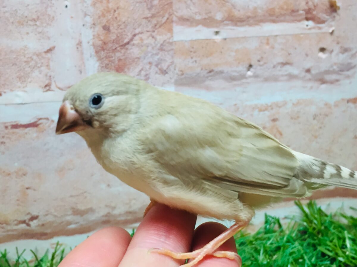 ミニミニ怪獣ちゃん(`・ω・´)☆☆☆ キンカチョウ(フォーン) 錦花鳥(キンカチョウ)