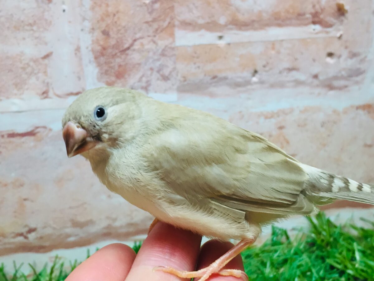ミニミニ怪獣ちゃん(`・ω・´)☆☆☆ キンカチョウ(フォーン) 錦花鳥(キンカチョウ)