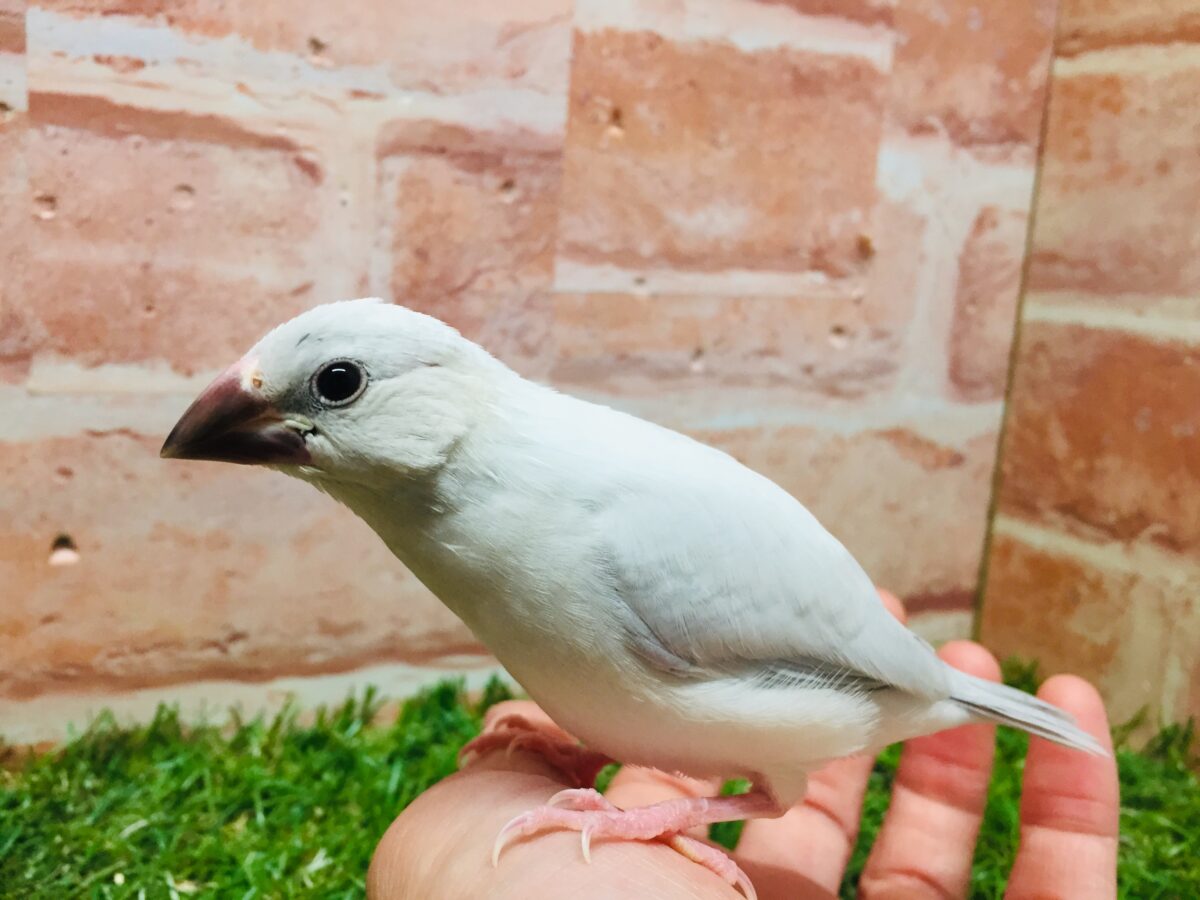 ①たくましい見た目!✨シルバー文鳥さんがやってきましたよ~💗💗 シルバー文鳥