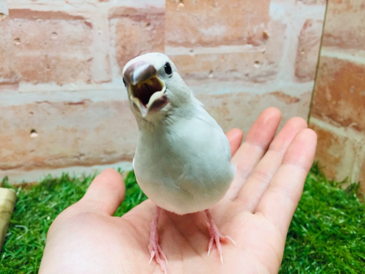 ①たくましい見た目!✨シルバー文鳥さんがやってきましたよ~💗💗 シルバー文鳥