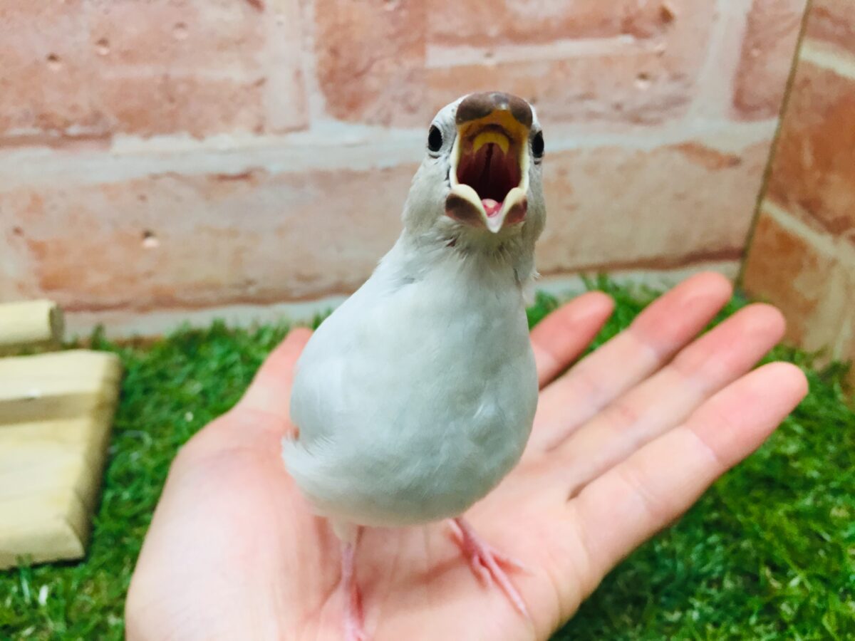 ①たくましい見た目!✨シルバー文鳥さんがやってきましたよ~💗💗 シルバー文鳥