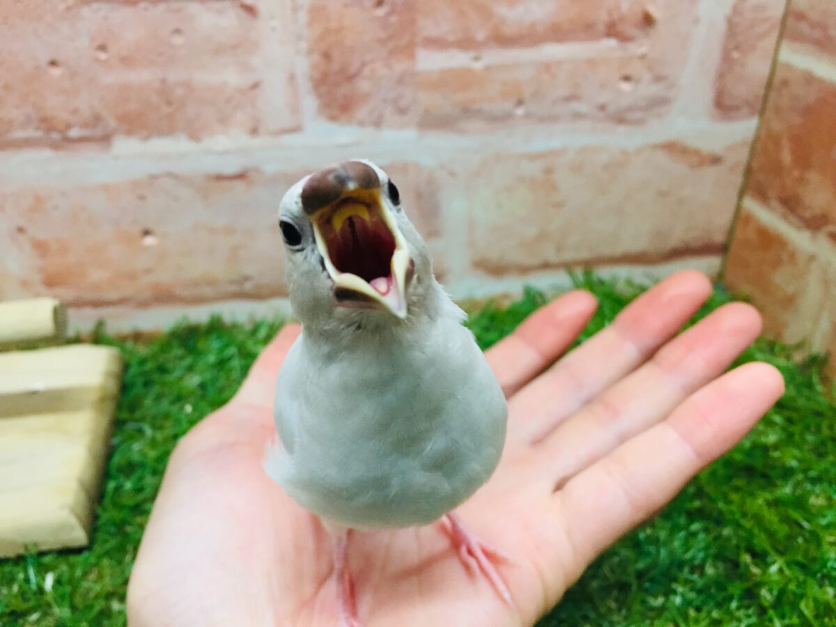 ①たくましい見た目!✨シルバー文鳥さんがやってきましたよ~💗💗 シルバー文鳥