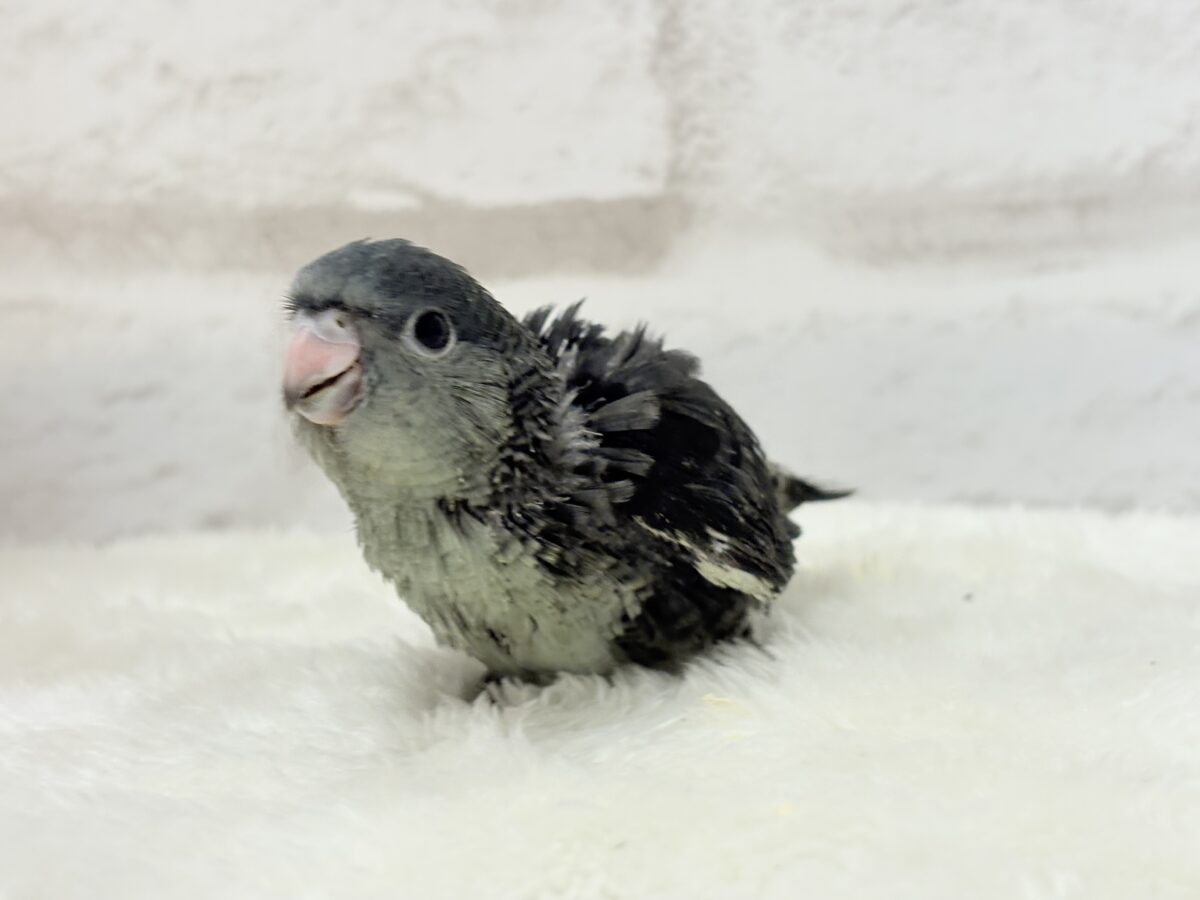 【最新画像更新🪄ひとり餌になりました☆】素早い動きで食いしん坊アピール♬*°サザナミインコ(モーブ) ヒナ サザナミインコ