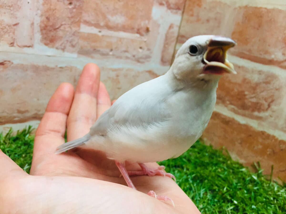 ①たくましい見た目!✨シルバー文鳥さんがやってきましたよ~💗💗 シルバー文鳥