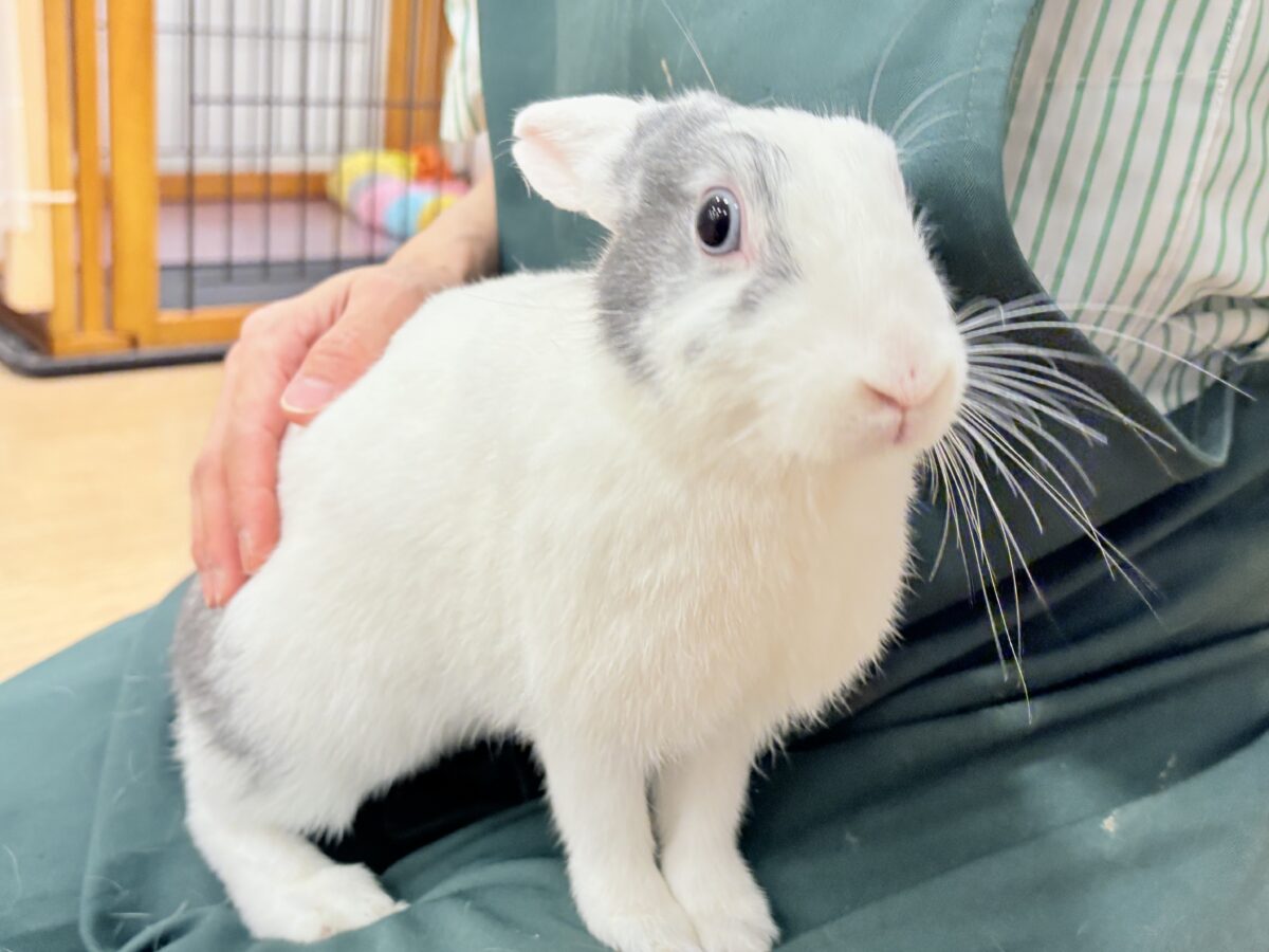 もふもふっと🐰💭うさうさフェア〜🌿🫧 説明画像です