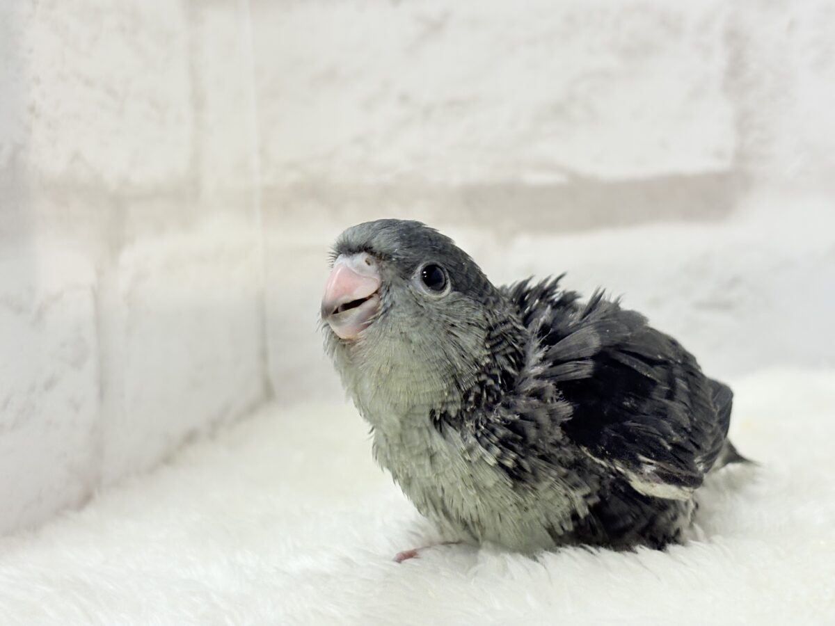 【最新画像更新🪄ひとり餌になりました☆】素早い動きで食いしん坊アピール♬*°サザナミインコ(モーブ) ヒナ サザナミインコ