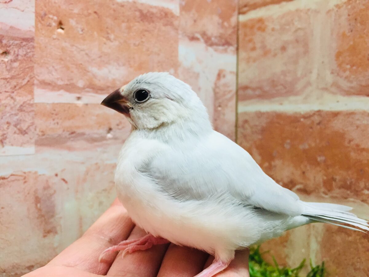 ①たくましい見た目!✨シルバー文鳥さんがやってきましたよ~💗💗 シルバー文鳥
